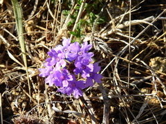 Glandularia venturii