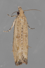 Bactra verutana