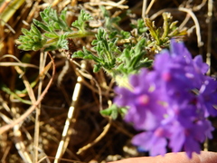 Glandularia venturii