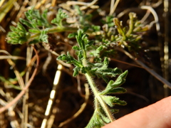 Glandularia venturii