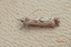 Microcrambus elegans