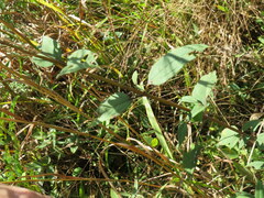 Helianthus microcephalus