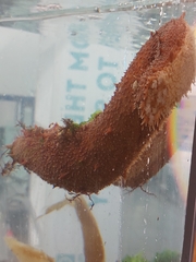 Holothuria arguinensis