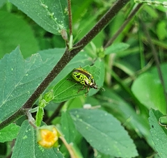 Calligrapha pantherina