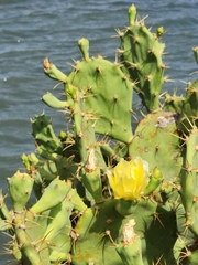 Opuntia dillenii