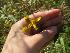 Helianthus microcephalus