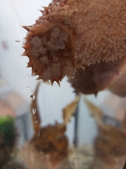 Holothuria arguinensis