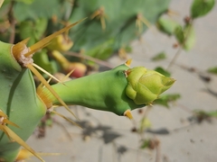 Opuntia dillenii