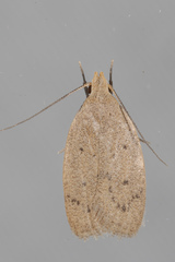 Inga obscuromaculella