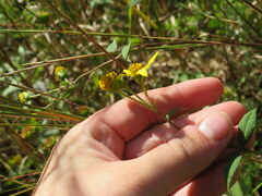 Helianthus microcephalus