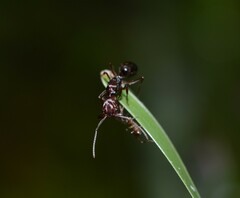 Odontomachus ruginodis