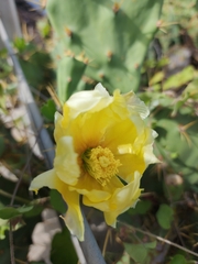 Opuntia dillenii