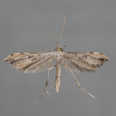 Adaina ambrosiae