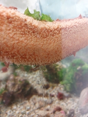 Holothuria arguinensis