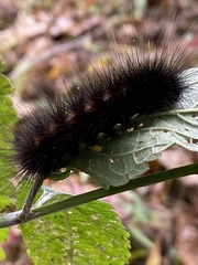 Erebidae
