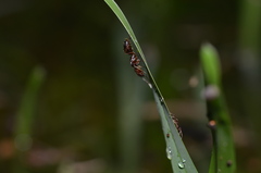 Odontomachus ruginodis
