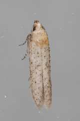 Obithome punctiferella