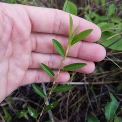 Alysicarpus vaginalis