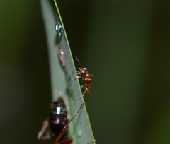 Dryinidae