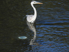 Ardea cinerea