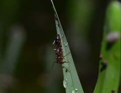 Odontomachus ruginodis