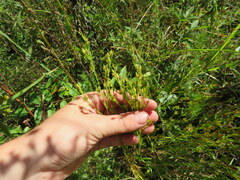 Hypericum drummondii