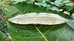 Cyclidia substigmaria