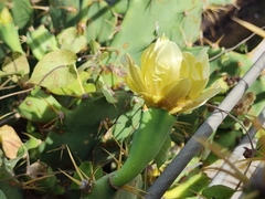 Opuntia dillenii