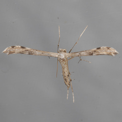 Adaina ambrosiae