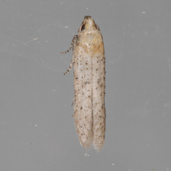 Obithome punctiferella