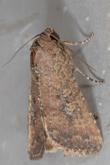 Condica sutor