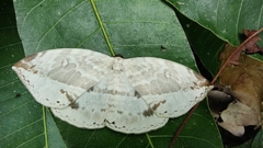 Cyclidia substigmaria