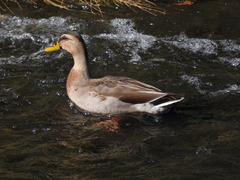 Anas platyrhynchos × zonorhyncha