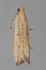 Bactra verutana
