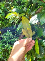 Gesneria pedunculosa