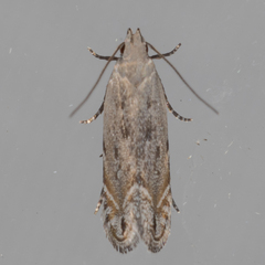 Battaristis concinnusella