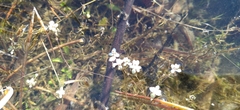 Crassula natans