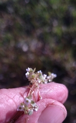 Crassula natans