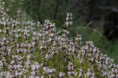 Monarda pectinata