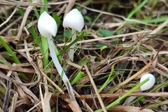 Coprinopsis lotinae