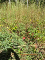 Tephrosia virginiana
