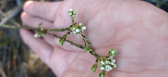 Diosma