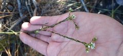 Diosma