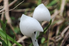 Coprinopsis lotinae