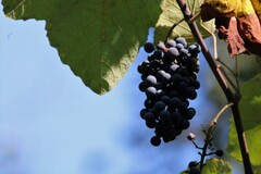 Vitis cinerea