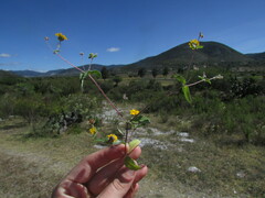 Melampodium longipilum