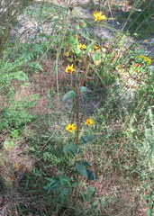 Helianthus silphioides