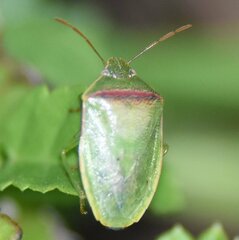 Piezodorus guildinii