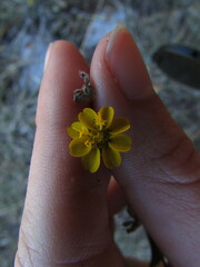 Melampodium longipilum