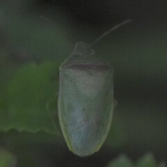 Piezodorus guildinii